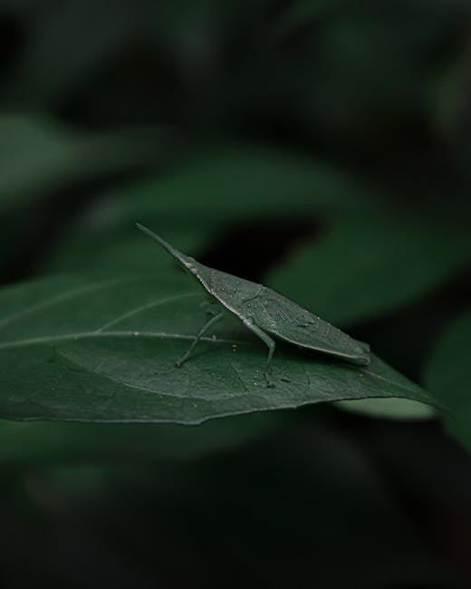 A detailed close-up of a green leaf with a small, green insect resembling a katydid resting on its surface. The leaf has a smooth texture with visible veins and a slightly curved edge, and appears fre