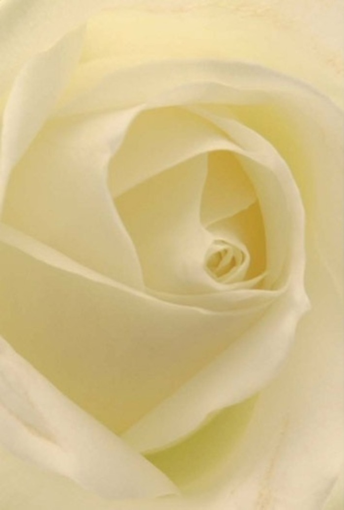 Gaze closely and become immersed in the classic sophistication of a white rose-a blossom that mirrors the cultured spirit of Kensington, with its stately terraces and historic gardens. Each petal is a study in softness and refinement: ivory and cream hues effortlessly blend together in a layered spiral reminiscent of bespoke floristry found in the local area. Light spills across the petals with quiet radiance, echoing the gentle illumination of a Kensington morning, as shadows bring the composition sculptural dimension and depth. This impeccable bloom, professionally curated by skilled florists, embodies purity, dignity, and a sense of tranquil resilience. Whether featuring as an elegant table centrepiece at a Kensington event or sent as a thoughtful token of sympathy, the rose carries an unspoken fragrance of calm and reassurance, ensuring that every arrangement crafted locally speaks to both the heart and the senses. There is an uncomplicated grace here-one that aligns with the tasteful traditions and subtle grandeur so beloved in Kensington's floral culture.